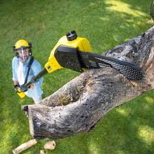 Best Fruit Tree Pruning  in Lake Wales, FL