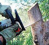 Best Root Management and Removal  in Lake Wales, FL