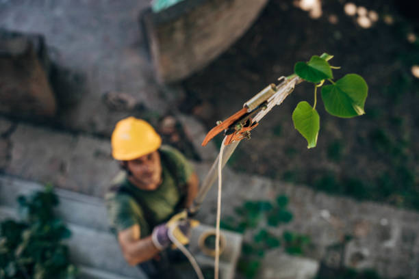 Best Storm Damage Tree Cleanup  in Lake Wales, FL