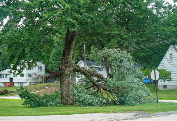 Best Tree Maintenance Programs  in Lake Wales, FL